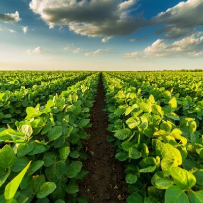 Agricultural Drone Services